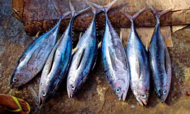 Ikan, Makanan mengandung kaya sumber vitamin B3 Niacin
