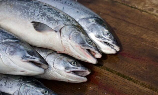makanan kaya omega-3 dari ikan dan selain ikan untuk ibu hamil